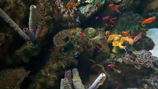 fish 320 смотреть онлайн