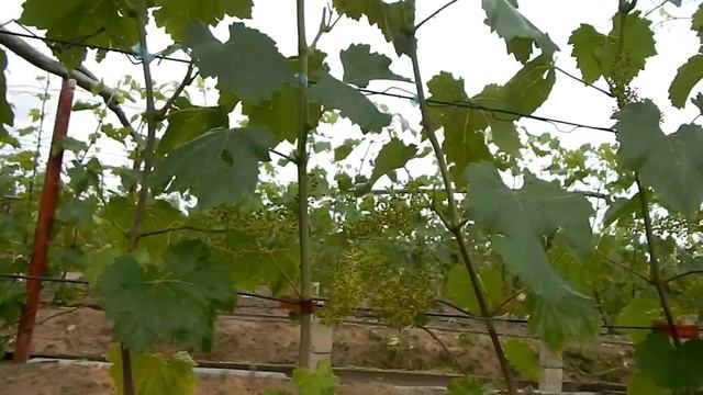 Почему виноград болеет? Усыхание соцветий. Подробно. смотреть онлайн