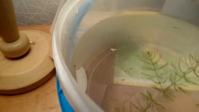 Мальки гуппи чёрный принц