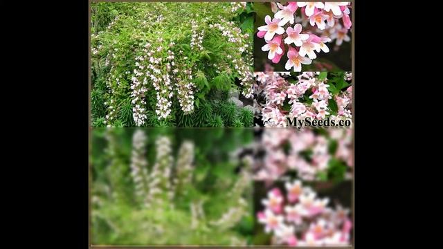 Beauty Bush - Kolkwitzia amabilis - Shrub Seed - on www.MySeeds.Co смотреть онлайн