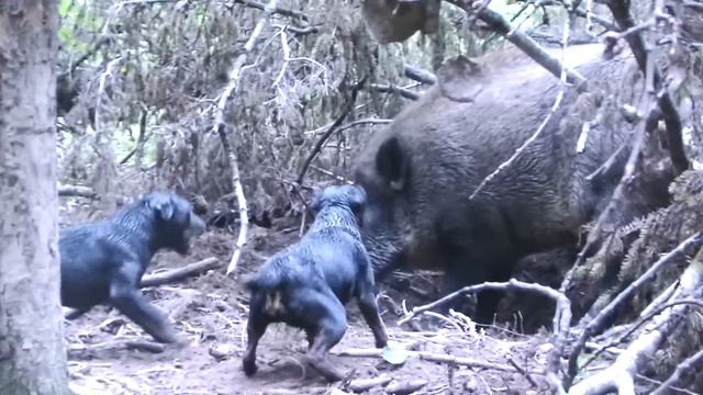 Работа по кабану смотреть онлайн