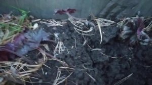 Размножение гейхеры листочком, результат.