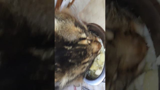 Завтрак кота, д-484 Картофель отварной , пристипома в молочном соусе смотреть онлайн