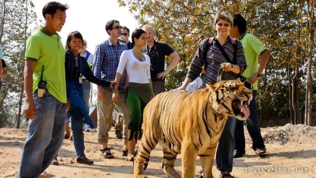 Храм тигров в Таиланде / Tiger Temple
