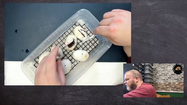 Python Addiction -Live Egg Cutting - Ball Python Clutch C04 смотреть онлайн