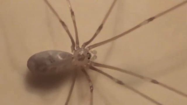 Trasavka veľká - Pholcus phalangioides - Třesavka velká - Longbodied Cellar Spider смотреть онлайн