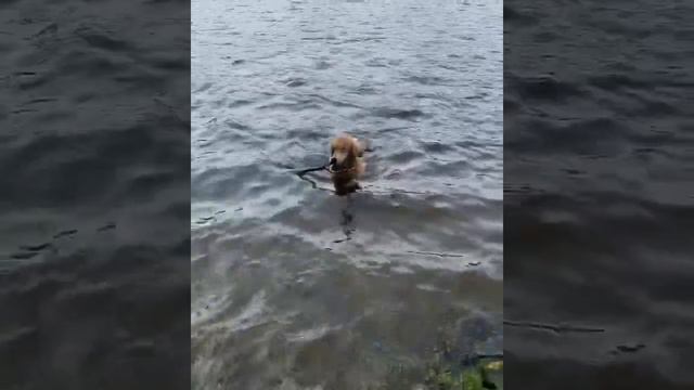 🤣золотистый ретривер🤣 смотреть онлайн