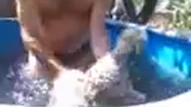 Кузя плавает ) смотреть онлайн