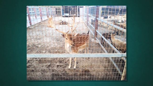 Верблюжья ферма в Мазотосе (Кипр) смотреть онлайн