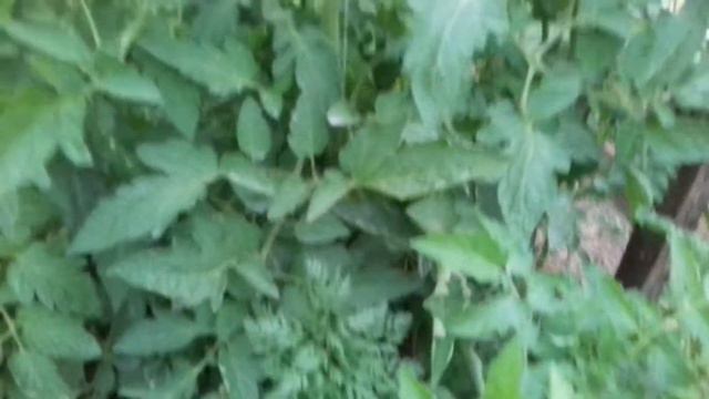 немного о томатах смотреть онлайн