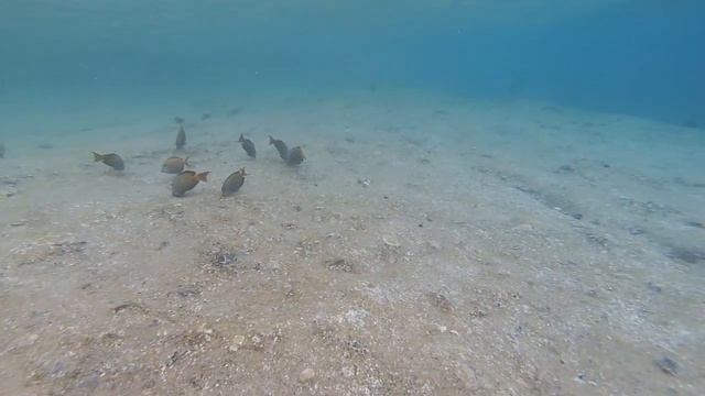 Коралловые рыбки Красного моря 2 смотреть онлайн