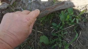 Виноград. Не проснулся , после чу́дной зимы .