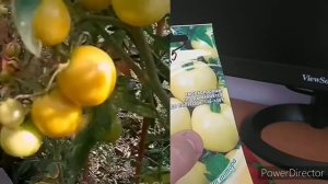 Сорта томатов для длительного хранения до 6 месяцев/Томат Жираф и томат Адонис F1