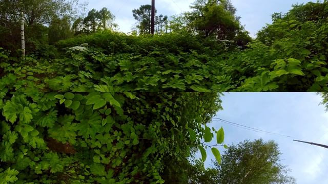 Видео 360 | Разнообразие травянистых растений Москвы. Биоразнообразие Москвы