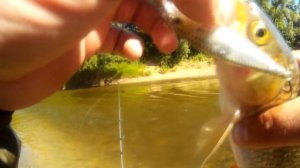 Рыбалка на спиннинг в Смоленске. Голавль и Жерех.