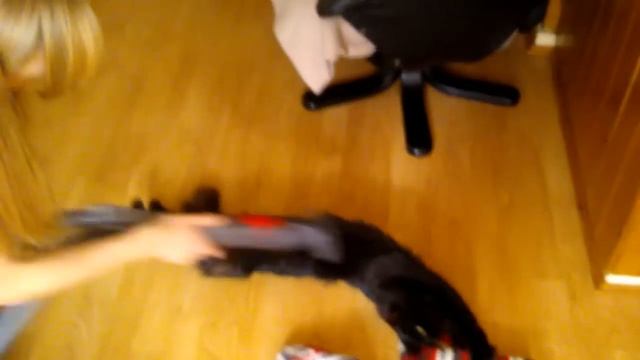 Merlin loves the vacuum cleaner смотреть онлайн