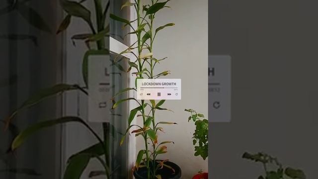 Dracaena Sanderiana || Lucky Bamboo #shorts #plants смотреть онлайн