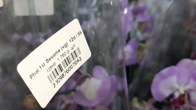 МУТАНТЫ ОРХИДЕИ В РОСТКЕ //08. 02 .24// смотреть онлайн