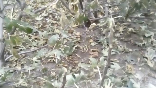 Как инжир переживает мороз небольшой смотреть онлайн