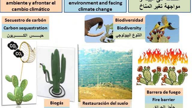 MEXICAN NOPAL CONFERENCE 17092021 смотреть онлайн