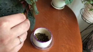 Что делать, если у фиалки оголился ствол?