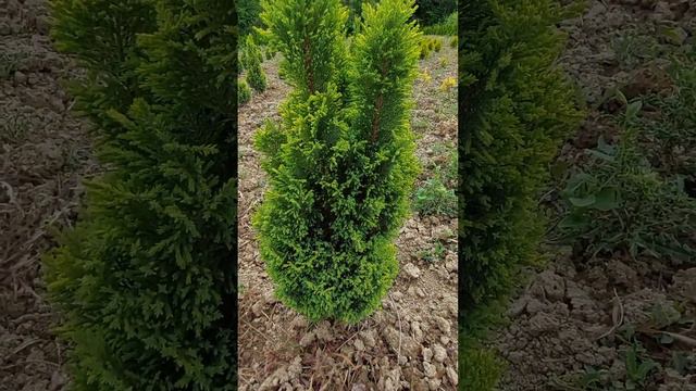 #кипарисовик лавсона Елвудс Голд (Chamaecyparis lawsoniana Ellwood's gold) #хвойні #conifers смотреть онлайн