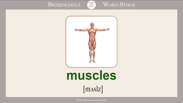 АНАТОМИЯ ЧЕЛОВЕКА НА АНГЛИЙСКОМ - Учим английские слова смотреть онлайн