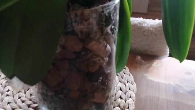 Шик! Блеск! Красота! Мои цветущие комнатные растения! смотреть онлайн