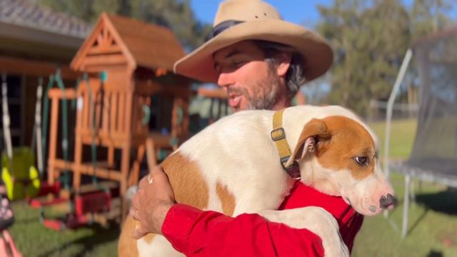 Mr Yellow the Mastiff X Staffy Puppy is back at the Farm - Mr Grey and Mr Red were Adopted смотреть онлайн