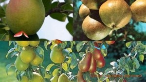 Груша обыкновенная Любимица Яковлева - Чижовская ? обзор: как сажать, саженцы груши