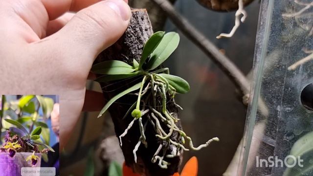 Орхидариум, флорариум своими руками. Коллекция природных видов, видовых орхидей. Орхидеи на блоке. смотреть онлайн