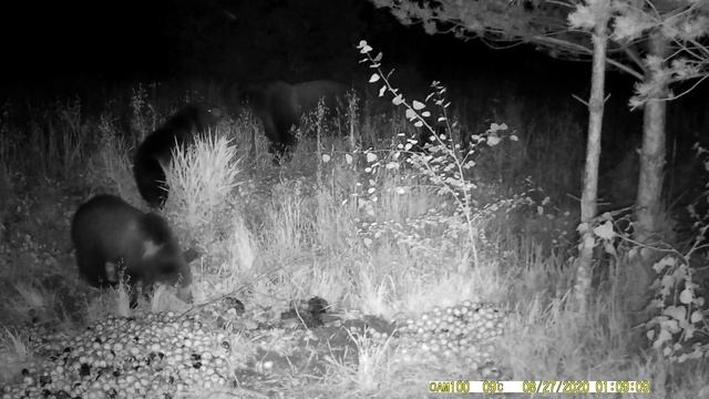 Медведица с тремя медвежатами в лесу. Животные дикой природы смотреть онлайн смотреть онлайн