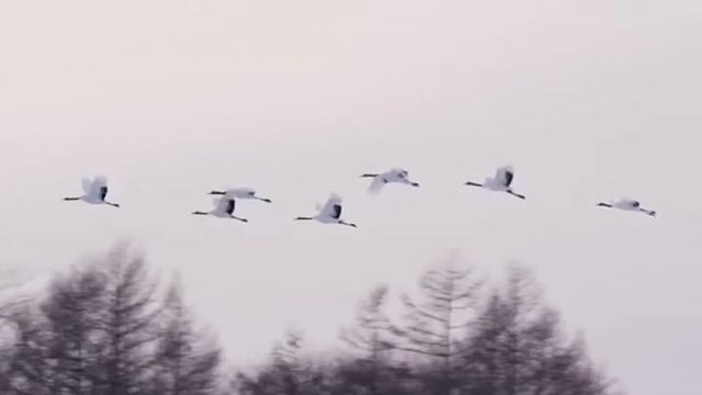 Я неизвестный солдат... смотреть онлайн