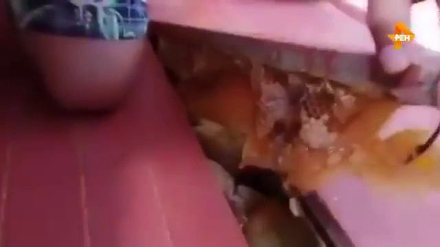Всем по котику. Выпуск 23 _05.07.2017 смотреть онлайн