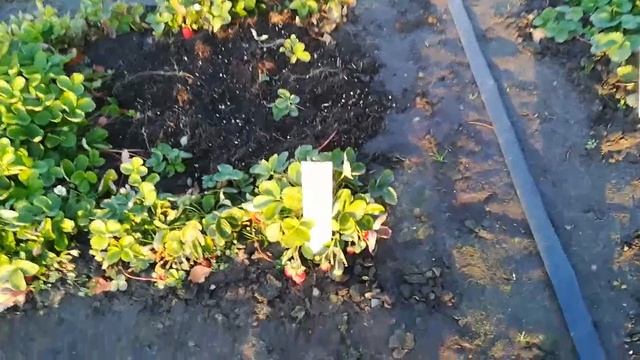 НСД сорта земляники в середине октября смотреть онлайн