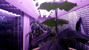 как растет огурец ускоренное видео от семечки до плода Съемка Таймлапс (Time-lapse)