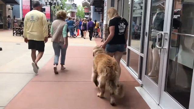Boston Dog Trainers / Weston Dog Trainers - 7 Month Old Leonberger, Churchill смотреть онлайн