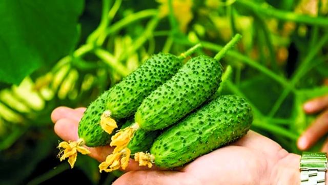 Сажаем огурцы в июне Два урожая за сезон смотреть онлайн