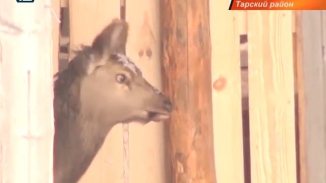 Посреди омской тайги раскинется сафари-парк