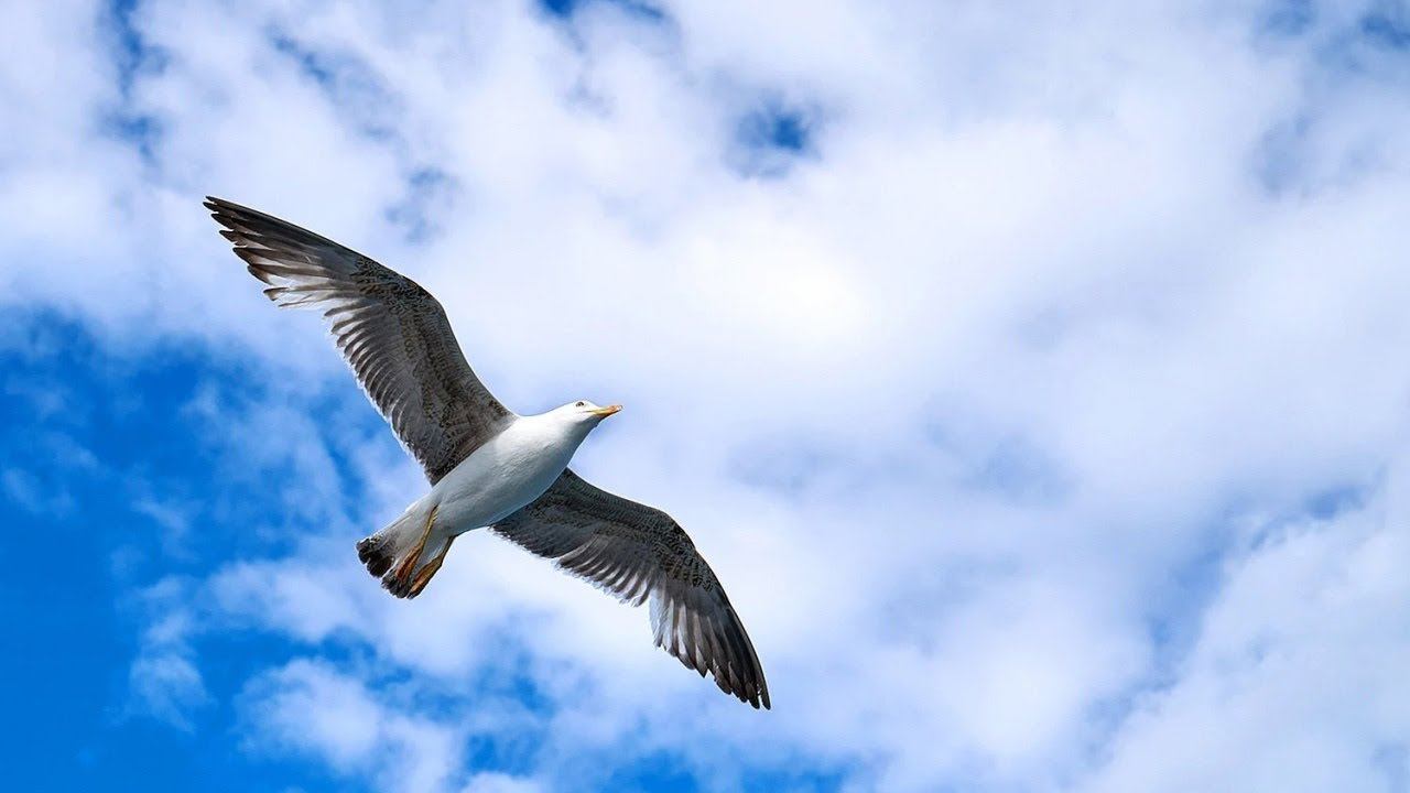 Польза. Кому и зачем? смотреть онлайн