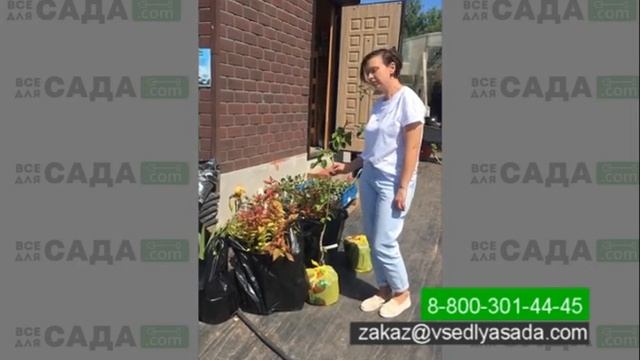 Видео отзыв о питомнике Все для Сада большая покупка, груши, спиреи, ирис смотреть онлайн