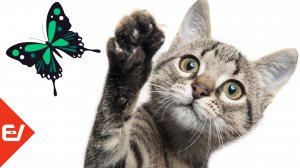 ? Бабочкарий для животных. Видео для кошек ?