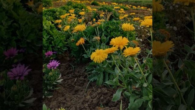 Ласковый май смотреть онлайн