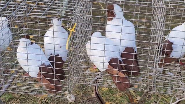 Сельские голуби. 13 11 2022. года. Ярмарка - голубей город Светлоград часть 2 смотреть онлайн