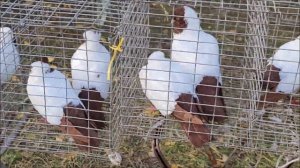 Сельские голуби. 13 11 2022. года. Ярмарка - голубей город Светлоград  часть 2