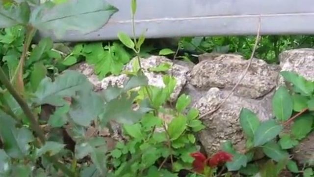 Розы. Вредители на моих розах! смотреть онлайн