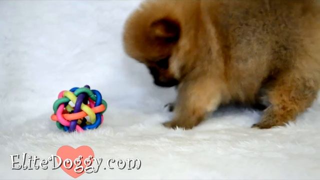 Teacup Pomeranian Puppy Orange, Male. Померанский шпиц окраса оранж мальчик в медвежьем типе