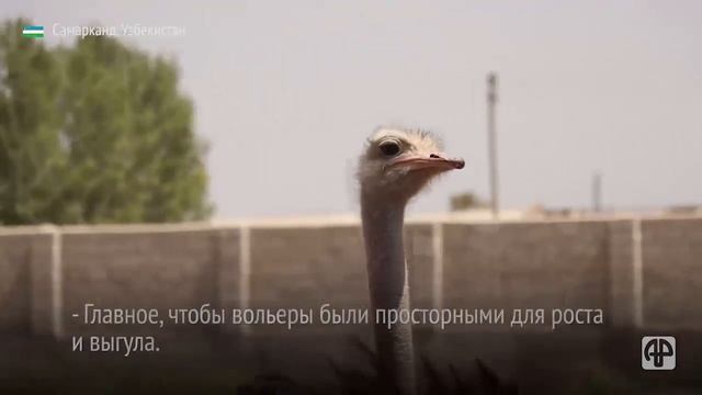 Птицы весом 180 кг: как самаркандский фермер разводит африканских страусов смотреть онлайн