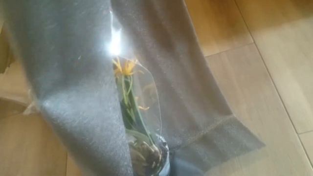 Unboxing my new orchid Brassocattleya Yellow Bird смотреть онлайн