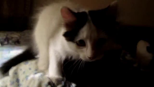 Котята выключают свет / My kittens are switching the light off смотреть онлайн